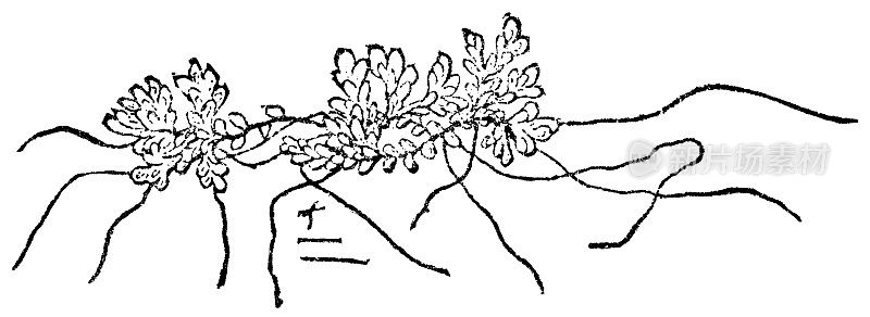 水丝绒蕨类植物(满江红)- 19世纪